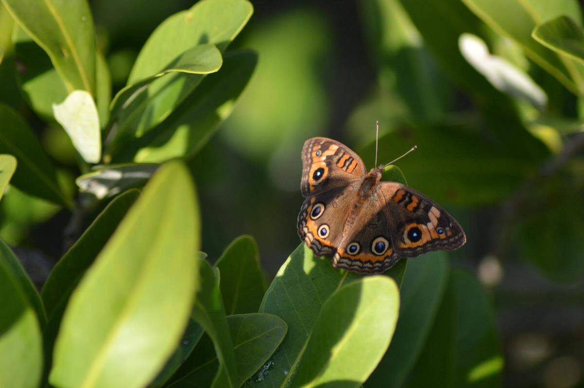 A common buckeye alights on a mangrove leaf at FISH Preserve in Cortez. It’s one of several types of butterfly that can be spotted on the conservation land.