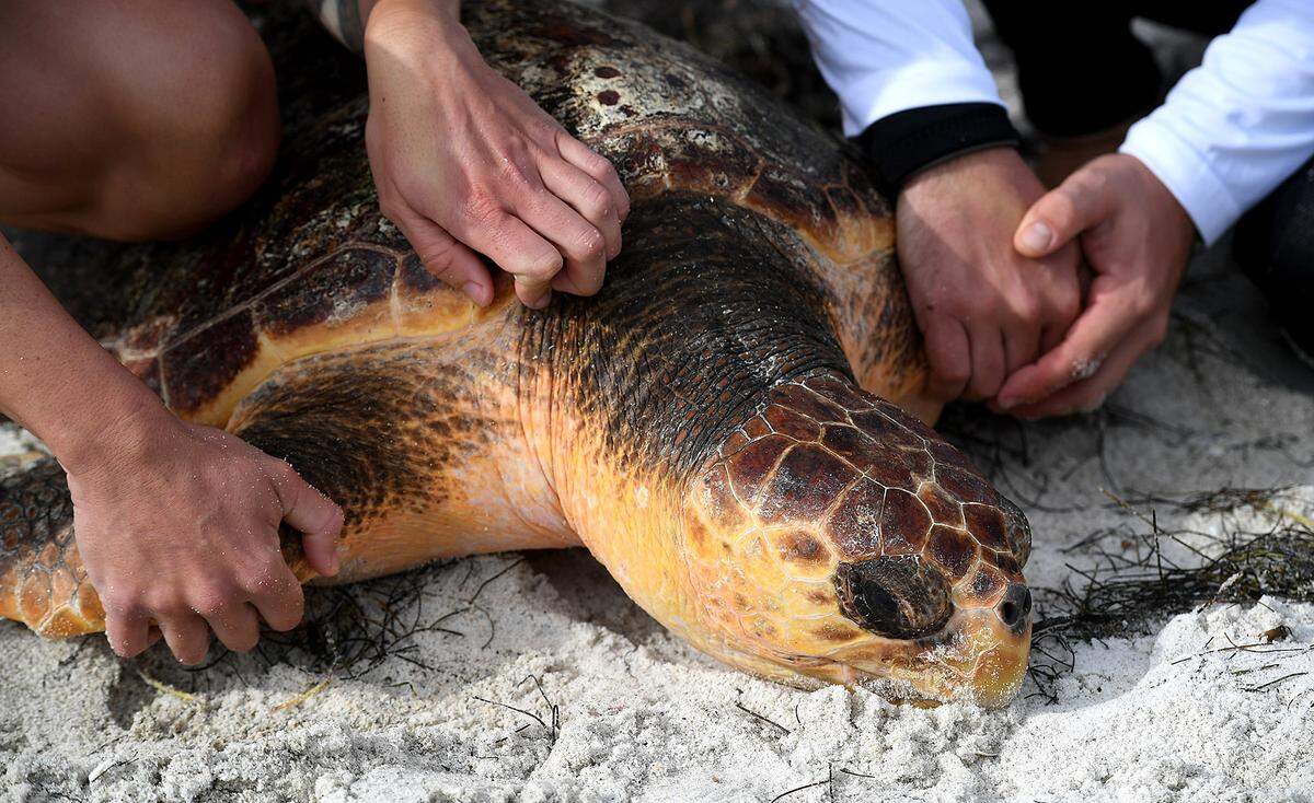 A female loggerhead sea turtle was killed after a car hit it on Wednesday, the Anna Maria Island Turtle Watch and Shorebird Monitoring group said in a social media post. Mote Marine releases a loggerhead sea turtle in this 2021 Bradenton Herald file photo