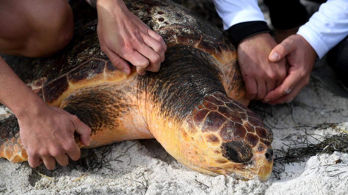 A female loggerhead sea turtle was killed after a car hit it on Wednesday, the Anna Maria Island Turtle Watch and Shorebird Monitoring group said in a social media post. Mote Marine releases a loggerhead sea turtle in this 2021 Bradenton Herald file photo