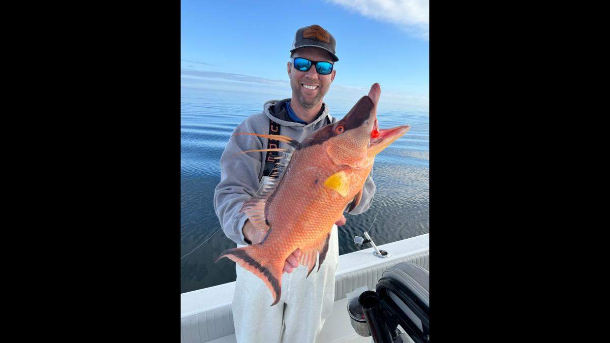 Local angler Jon Chapman poses with a hogfish caught while fishing in 85 feet of water near Manatee County in February.