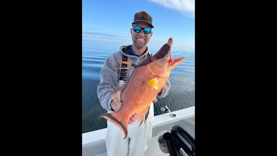 How a Bradenton-area angler adapted to weather changes to catch hogfish in Florida Gulf