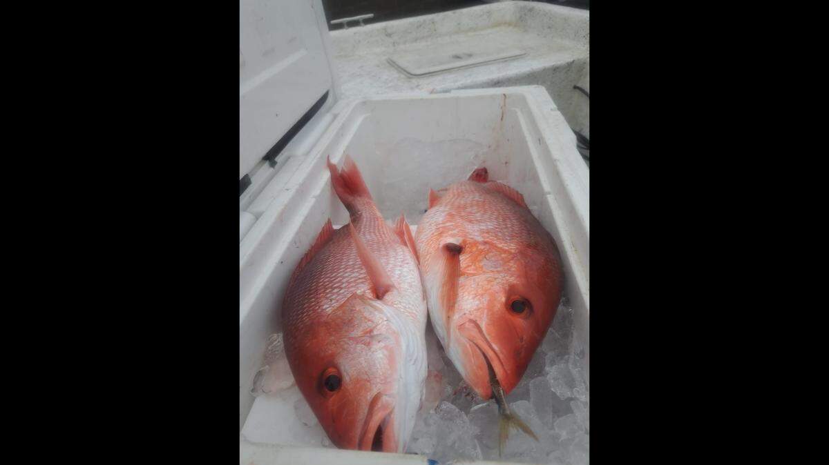 Geoff Groves hopped in his car and drove six hours north to the Florida Panhandle on Father’s Day Weekend to mark the opening of red snapper season in the Gulf of Mexico.