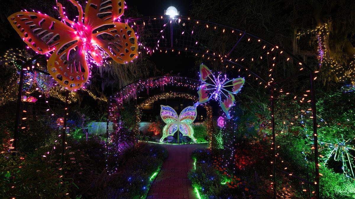 Marie Selby Botanical Gardens’ annual holiday light spectacle, “Lights in Bloom,” returns from Dec. 8 2023 to Jan. 4, 2024.
