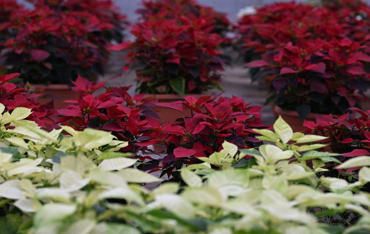 Orban’s Nursery, a family wholesaler in Bradenton for over 100 years, has its annual open house where visitors can drive through and see thousands of festive poinsettias.