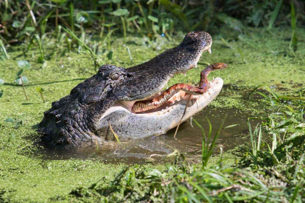 A hobbyist wildlife photographer from Parrish captured an alligator’s dramatic snack time at Circle B Bar Reserve in Lakeland.