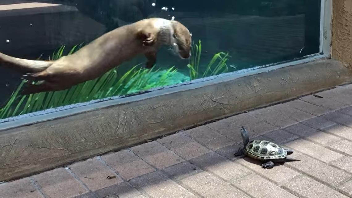 Hey, Bradenton, here are 10 options for virtual fun during coronavirus isolation