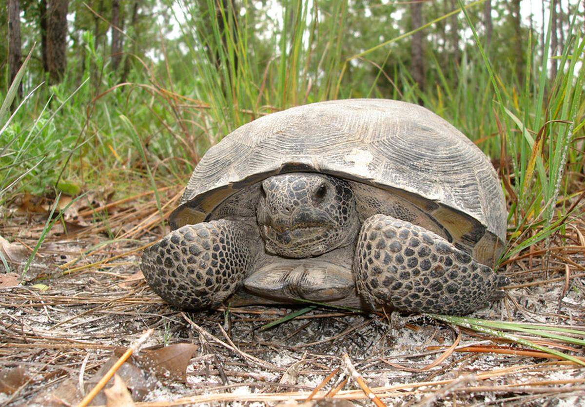 The gopher tortoise can be found in parts of all 67 Florida counties but its future is threatened by habitat loss and fragmentation, according to the Florida Fish and Wildlife Conservation Commission.