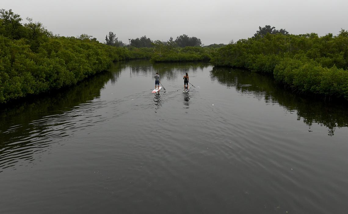 A couple paddle boards on a foggy morning at Robinson Preserve Tuesday where a significant amount of dead mullet could be seen floating in the water and lying on the floor of inlets and waterways.