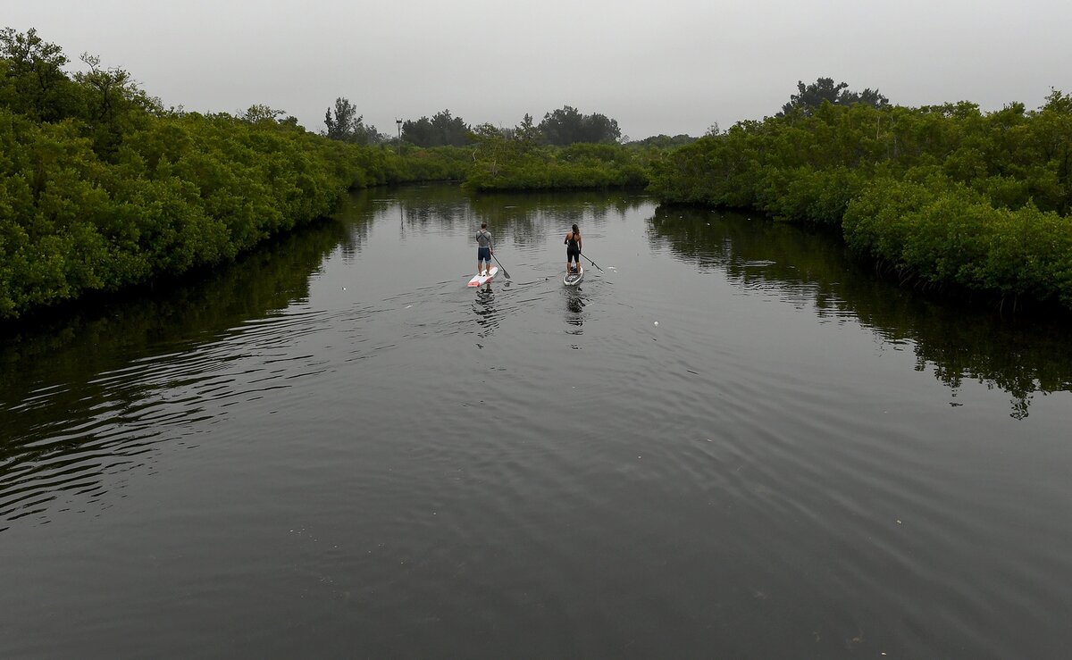 A couple paddle boards on a foggy morning at Robinson Preserve Tuesday where a significant amount of dead mullet could be seen floating in the water and lying on the floor of inlets and waterways.