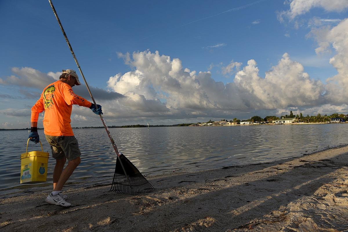 Volunteers donned masks and gloves to help clear the Palma Sola shore of dead fish and other sea life Wednesday morning.