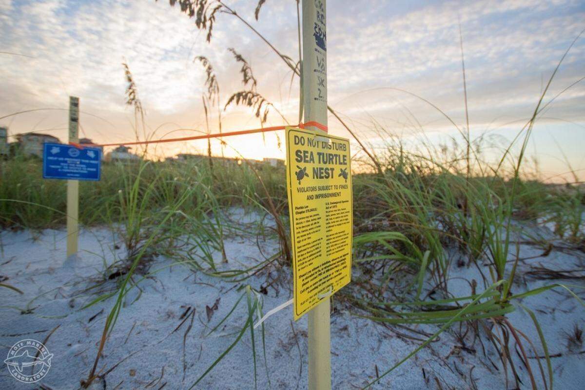 A provided photo of a sea turtle nest marked for protection in 2017.