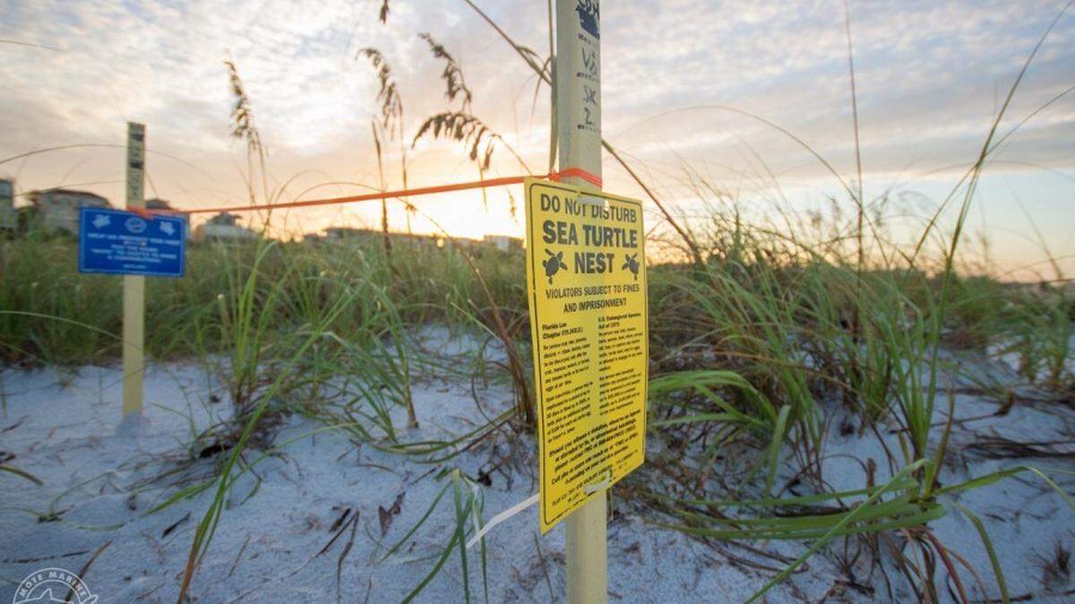 A provided photo of a sea turtle nest marked for protection in 2017. On July 5, a similar nest on Nokomis Beach was damaged by suspected poachers, Mote Marine said.