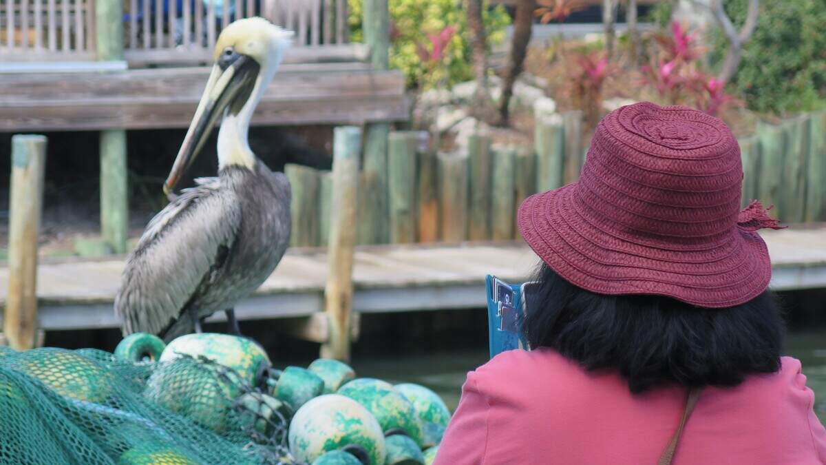 A visitor at the 37th annual Cortez Commercial Festival snags a photo of a preening pelican.