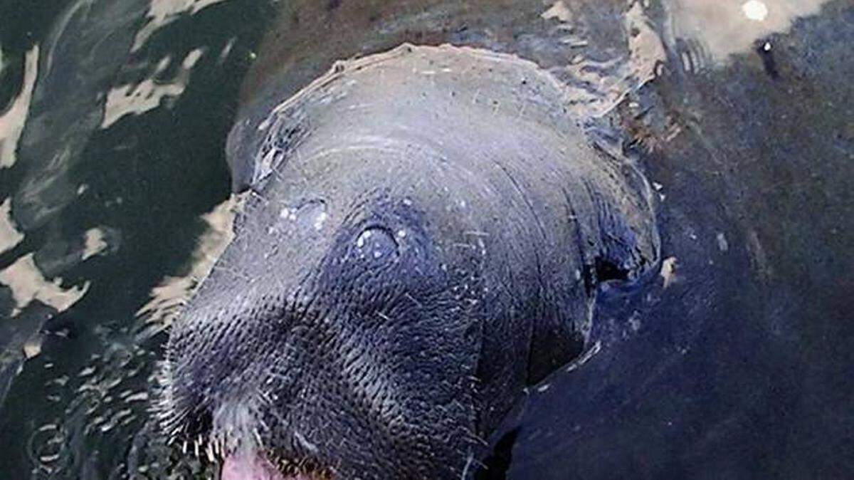 A manatee entertains a dive boat as it approaches the dock during a recent excursion. Miami Herald