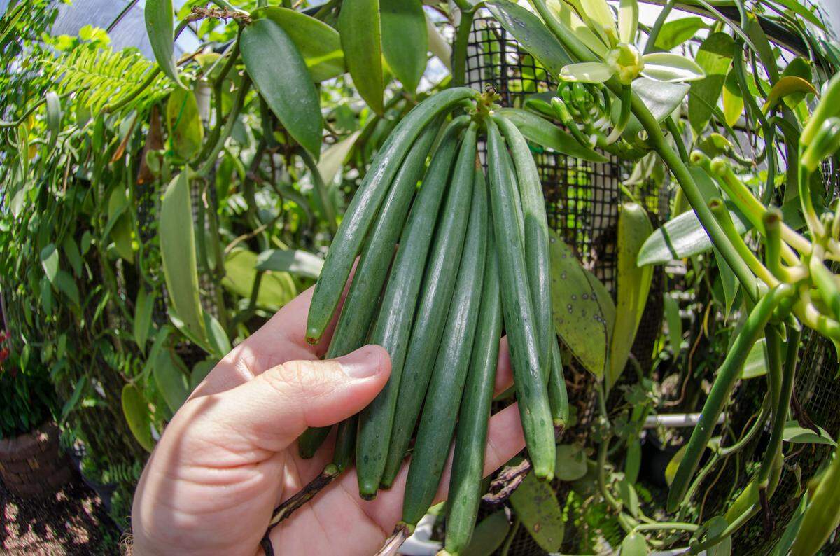 A cluster of vanilla bean pods.