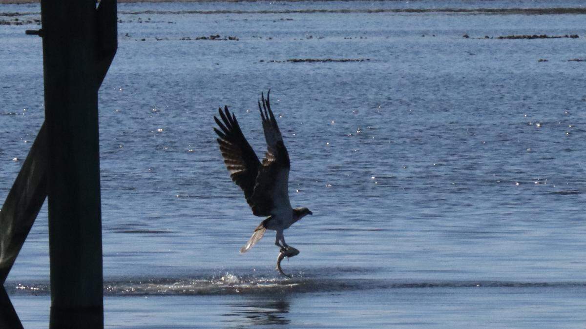 1/29/2021-- An osprey makes off with one of the 2,000 juvenile redfish released at Robinson Preserve on Friday. The release was sponsored by the Coastal Conservation Association and the Duke Energy Mariculture Center.
