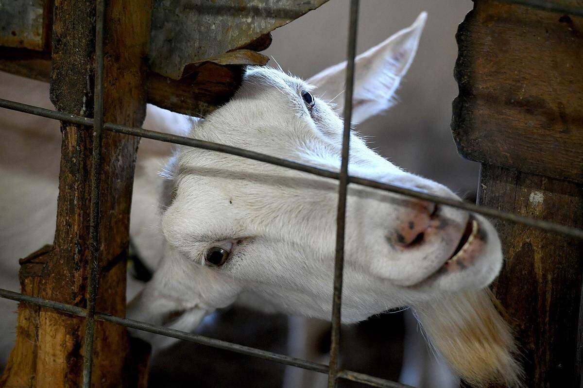 11/03/21—Judy Anderson has been named as this year’s Manatee County Agriculture Hall of Fame inductee for her work with dairy goats. Anderson has shared her knowledge and love for the creatures with children over 30 years through the 4-H Club.