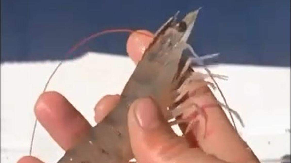 This still shot from a cellphone video shows Shawn Speidel holding a shrimp that was one of hundreds to wash onshore Sunday, March 13, 2022, in Apollo Beach after a strong storm front move in.