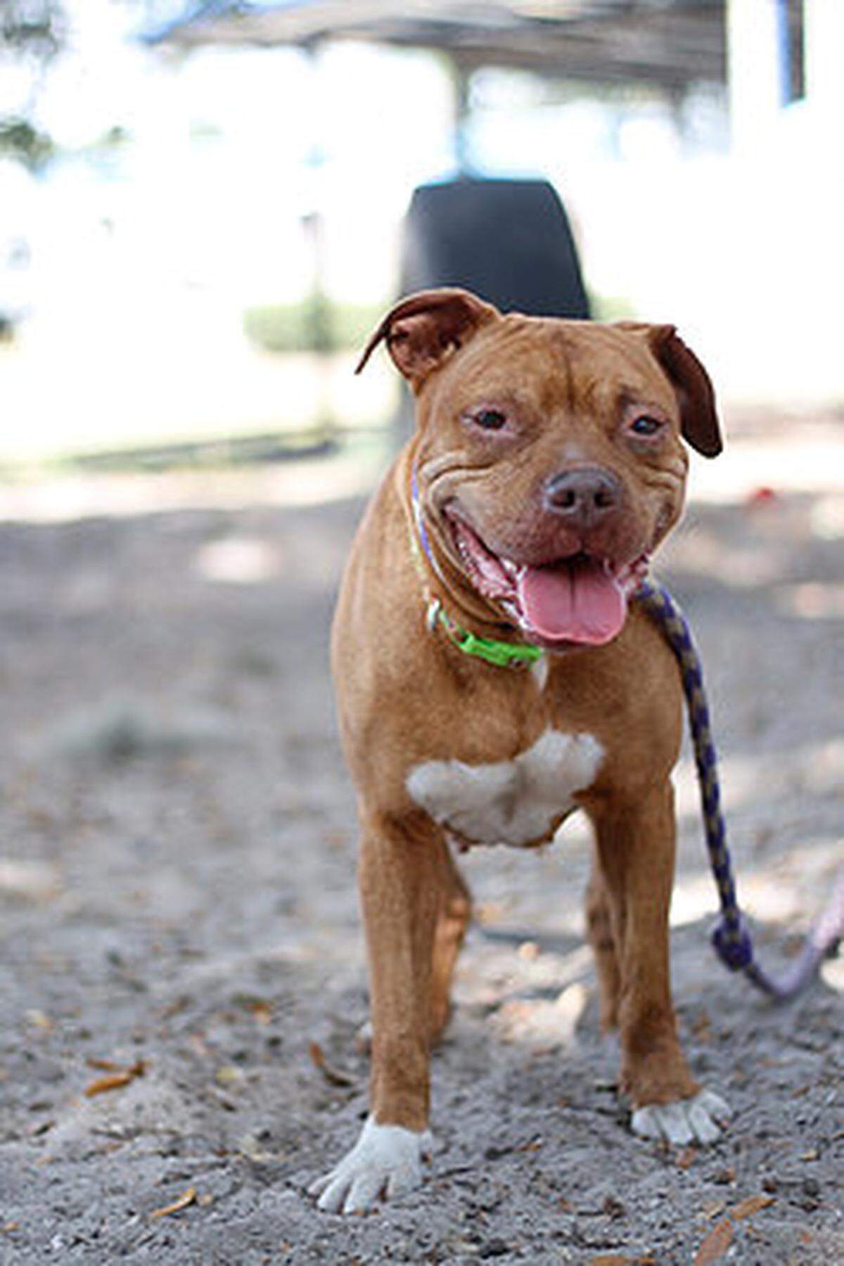 Ember was brought to Manatee County Animal Services after she was found as a stray wandering Bradenton in July 2016.