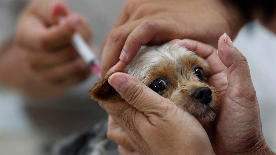 Rabies cases are rising in Manatee County. Here’s how to protect yourself and pets
