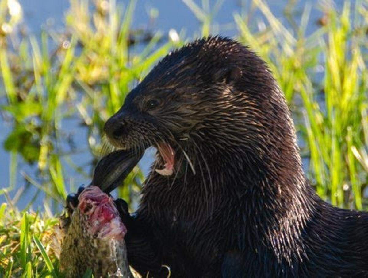 Manatee County resident Tracy Prandine took this photo of an Otter eating a fish in her backyard on Jan.18,2023