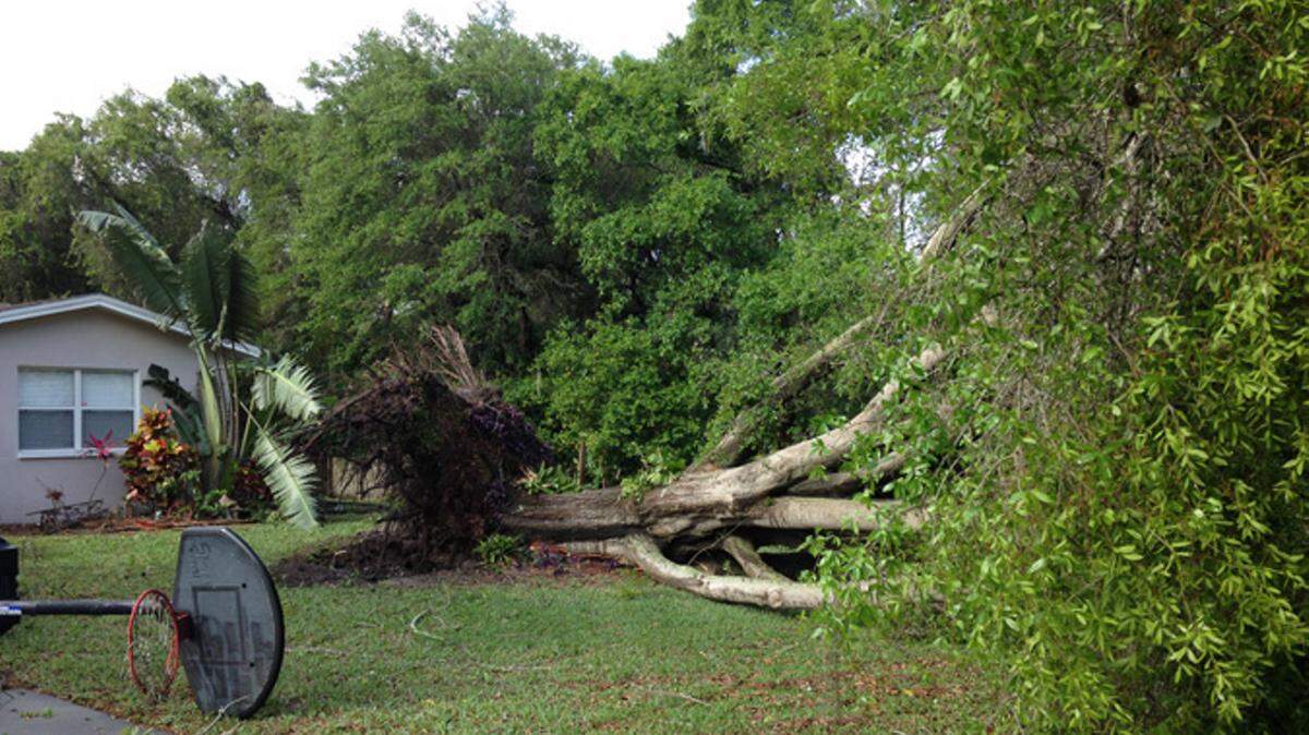 One of Thursday morning's tornadoes knocked down a large tree near McMullen Booth Road in Clearwater. 
 BayNews9