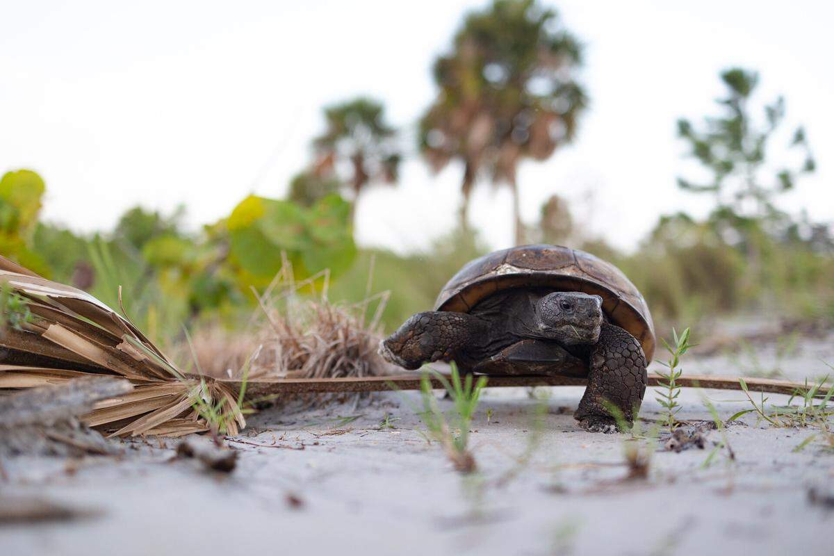 This photograph of a gopher tortoise, titled “Keystone,” was snapped by wildlife photographer Parks Marilla in Manatee County. It recently won first place in the “Wildlife” category for the Florida Wildlife Federation’s annual statewide photo contest.