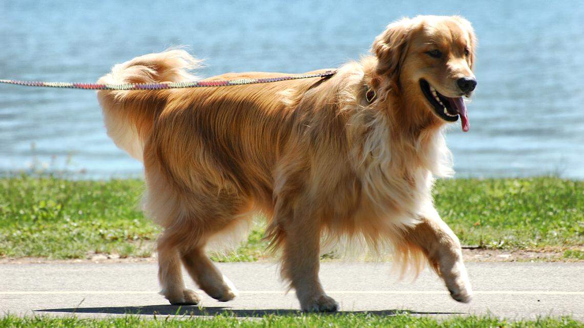 Tired of picking up poop, this Bradenton landlord turns to science to go after dog owners