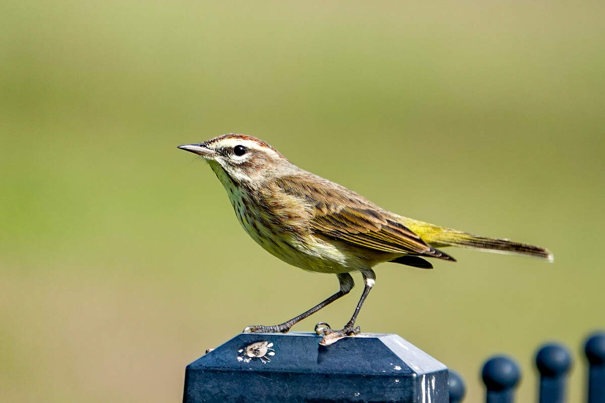 A palm warbler photographed during the Manatee County Audubon Society’s 2025 Christmas Bird Count.
