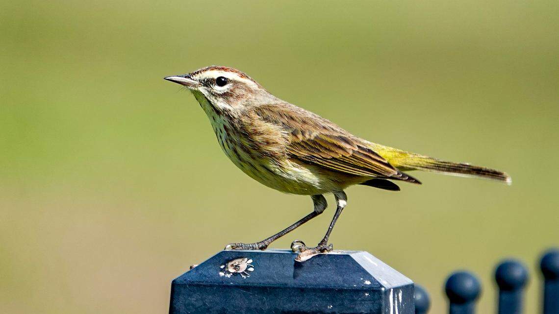 Is development affecting Bradenton’s bird population? What latest count says