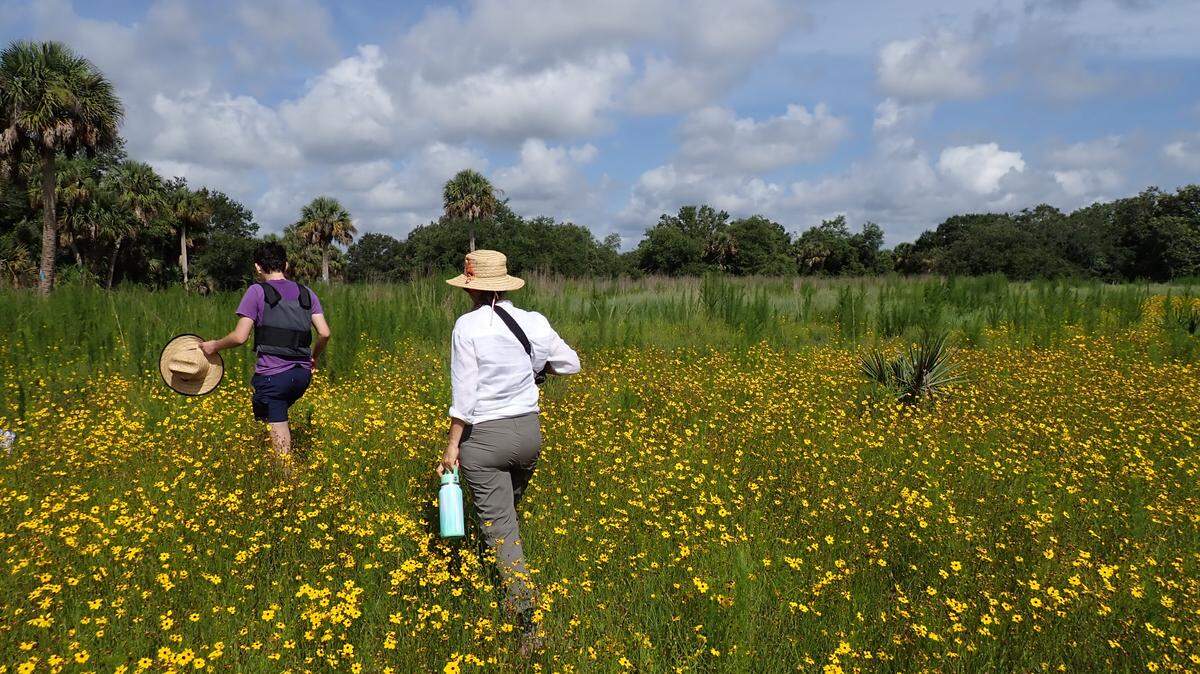 Myakka Headwaters Preserve was conserved in 2020.