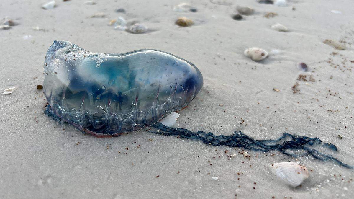 This creature similar to a jellyfish is believed to be a Portuguese man ‘o war, taken on Coquina Beach on Anna Maria Island on March 14, 2023.