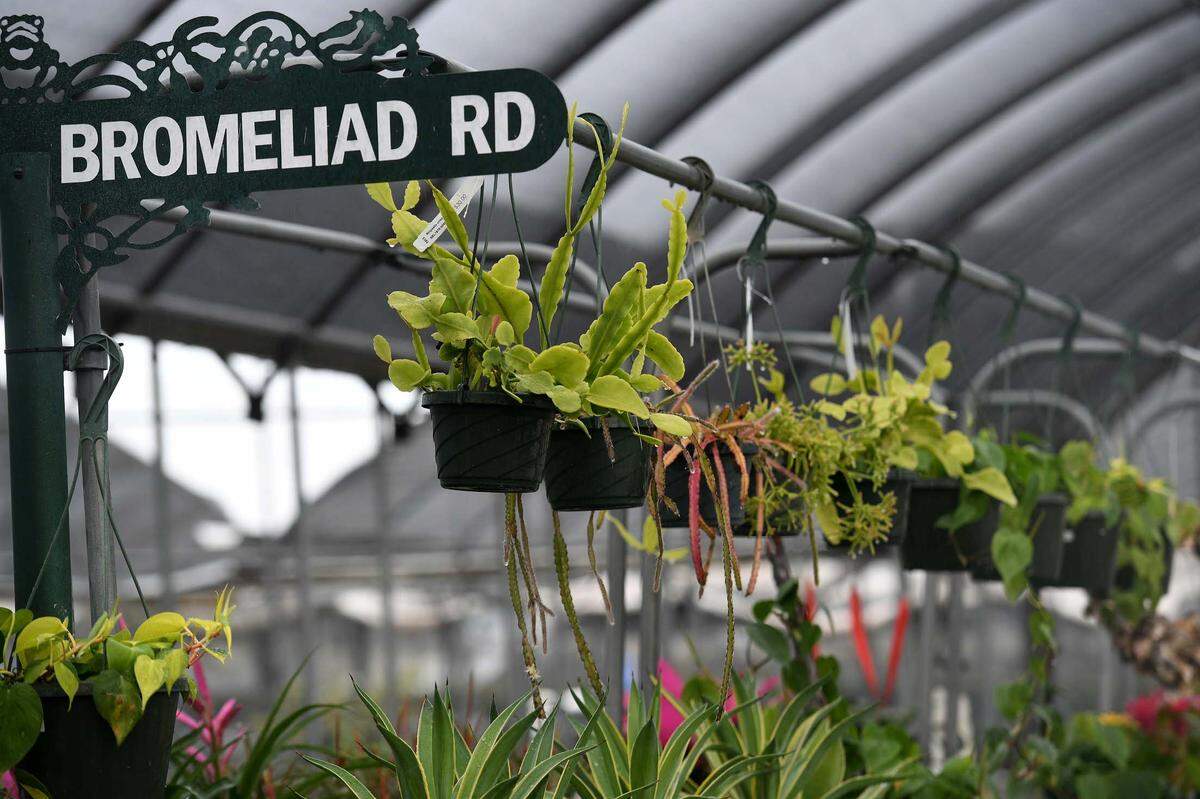 Dennis Cathcart, founder of Tropiflora, a major grower of bromeliads, says the grow-houses with all their plants were hit hard by Hurricane Ian, completely destroying seven structures and heavily damaging most of the rest.