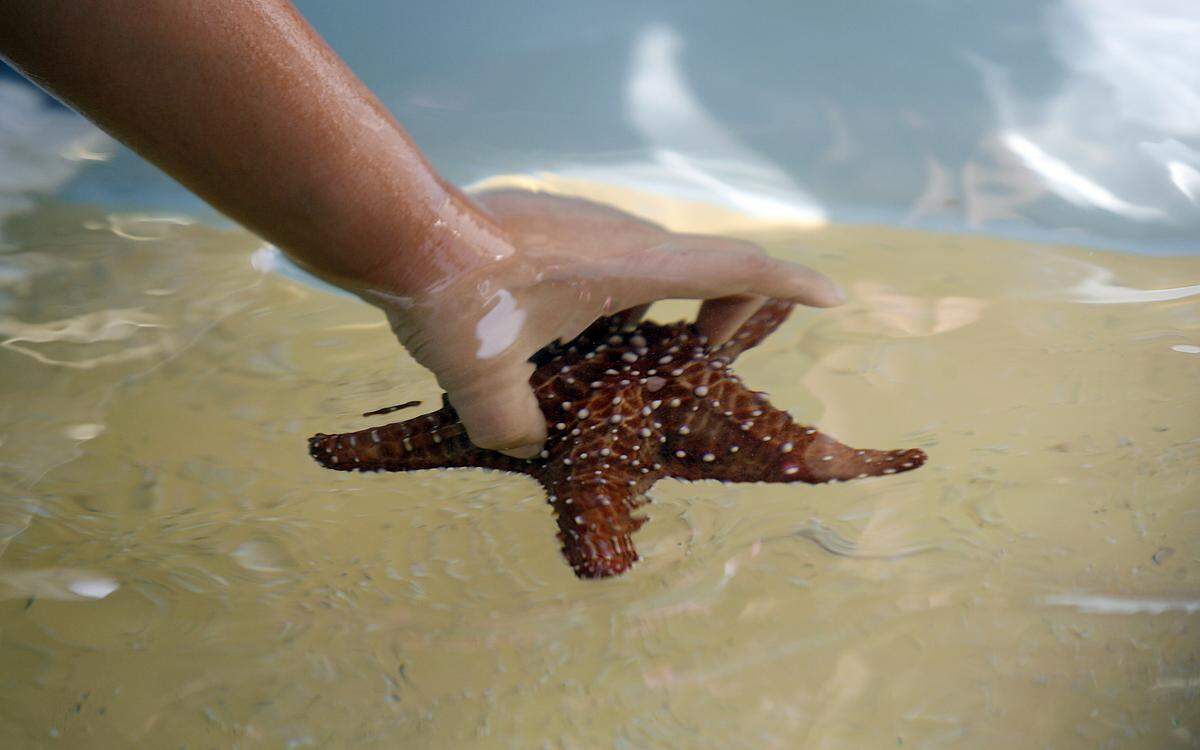 A second grader gently lifts a sea star in Mote Marine Lab’s Touch Tanks at Manatee Elementary School.