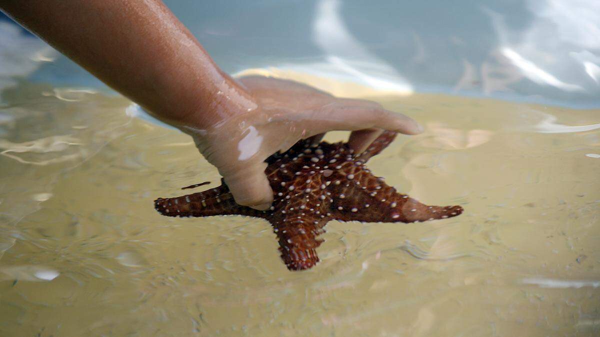 A second grader gently lifts a sea star in Mote Marine Lab’s Touch Tanks at Manatee Elementary School.