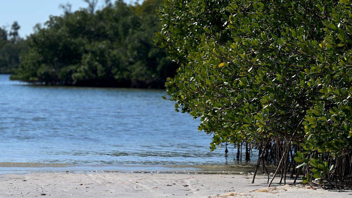 From Paradise Island looking toward Skeet Key on Feb. 9, 2026. Mangroves, which provide forage for manatees, shelter for fish and coastal storm resiliency benefits, are a dominant species in Terra Ceia Aquatic Preserve. 