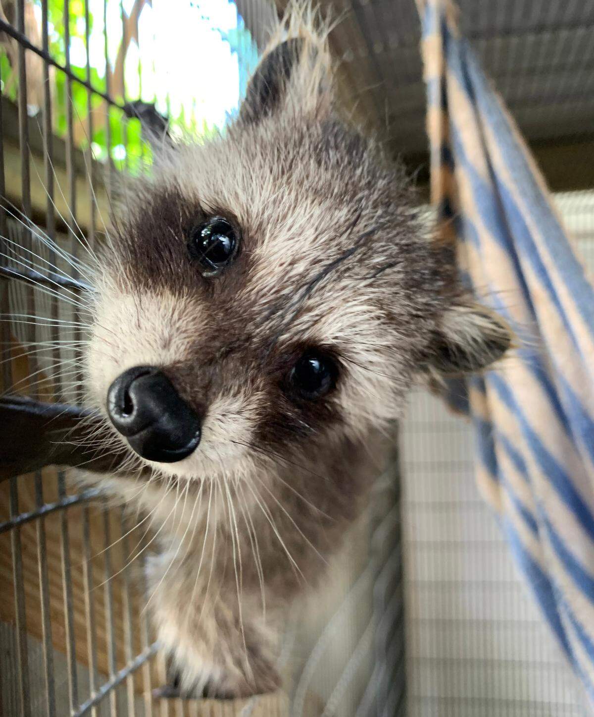 A baby raccoon was brought to Wildlife Inc after Hurricane Ian.