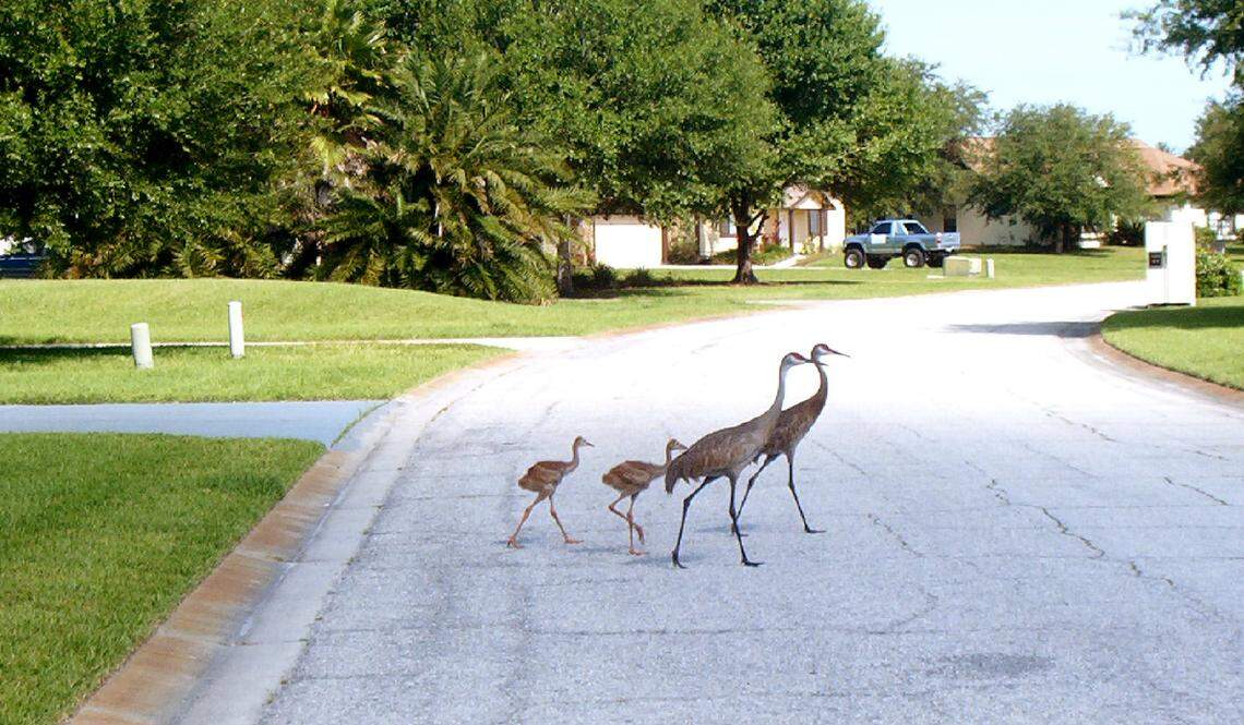 Sandhill cranes crossing a street in Mill Creek.