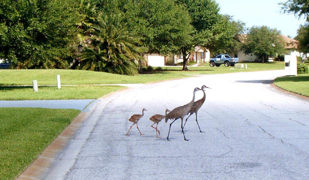Sandhill cranes crossing a street in Mill Creek.