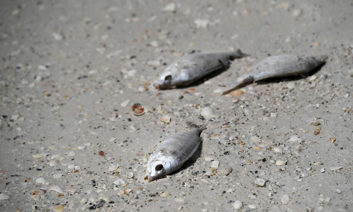 09/22/21—An ongoing red tide event in Southwest Florida has washed hundreds of tons of dead marine life ashore in Pinellas, Manatee and Sarasota counties over the last months.