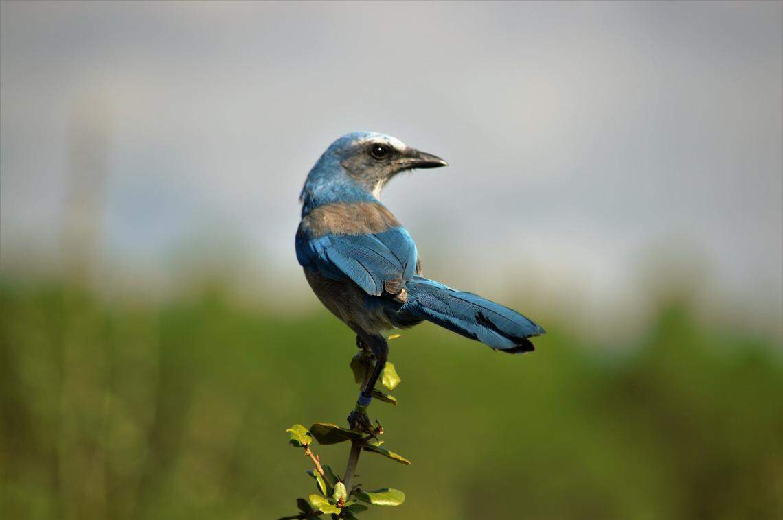 The Florida scrub jay is a threatened species of bird found only in the desert-like scrub habitats of Florida. 