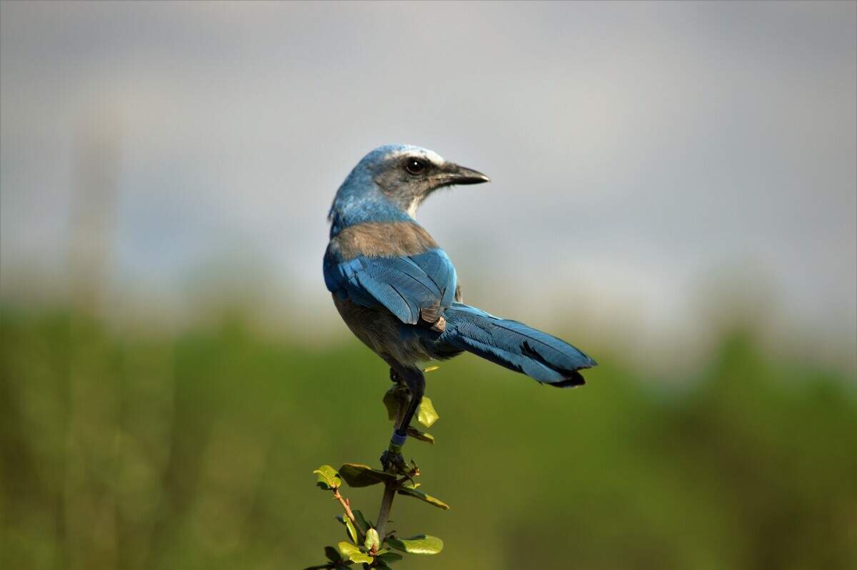 The Florida scrub jay is a threatened species of bird found only in the desert-like scrub habitats of Florida.