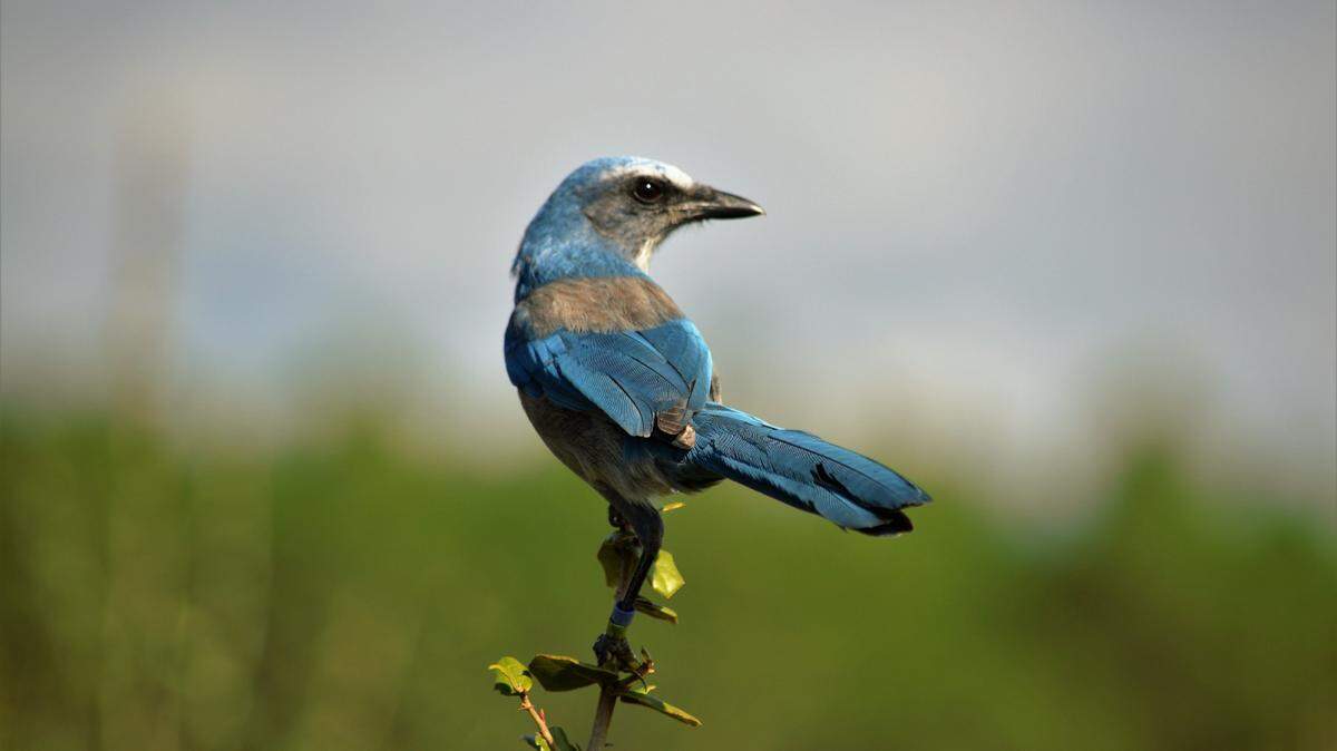 The Florida scrub jay is a threatened species of bird found only in the desert-like scrub habitats of Florida.