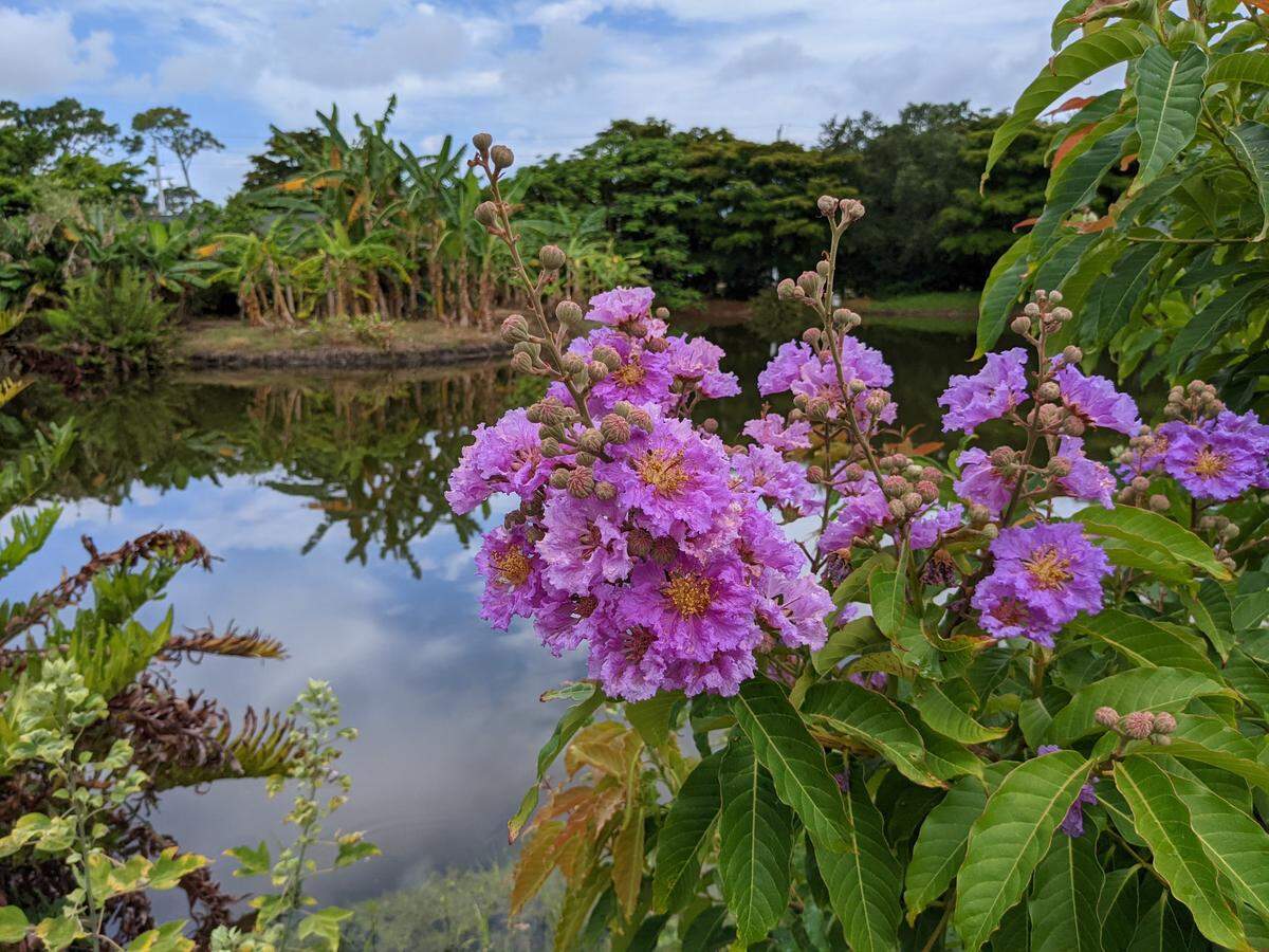 5/30/21--There’s a bounty of beautiful blooms to see at Palma Sola Botanical Park, a free outdoor attraction in Bradenton.