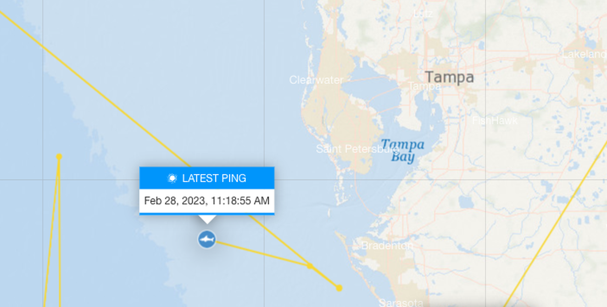 An OCEARCH tracking map shows where Keji, the juvenile great white shark, last pinged its location in the Gulf of Mexico near Anna Maria Island and Longboat Key on Feb. 28, 2023.