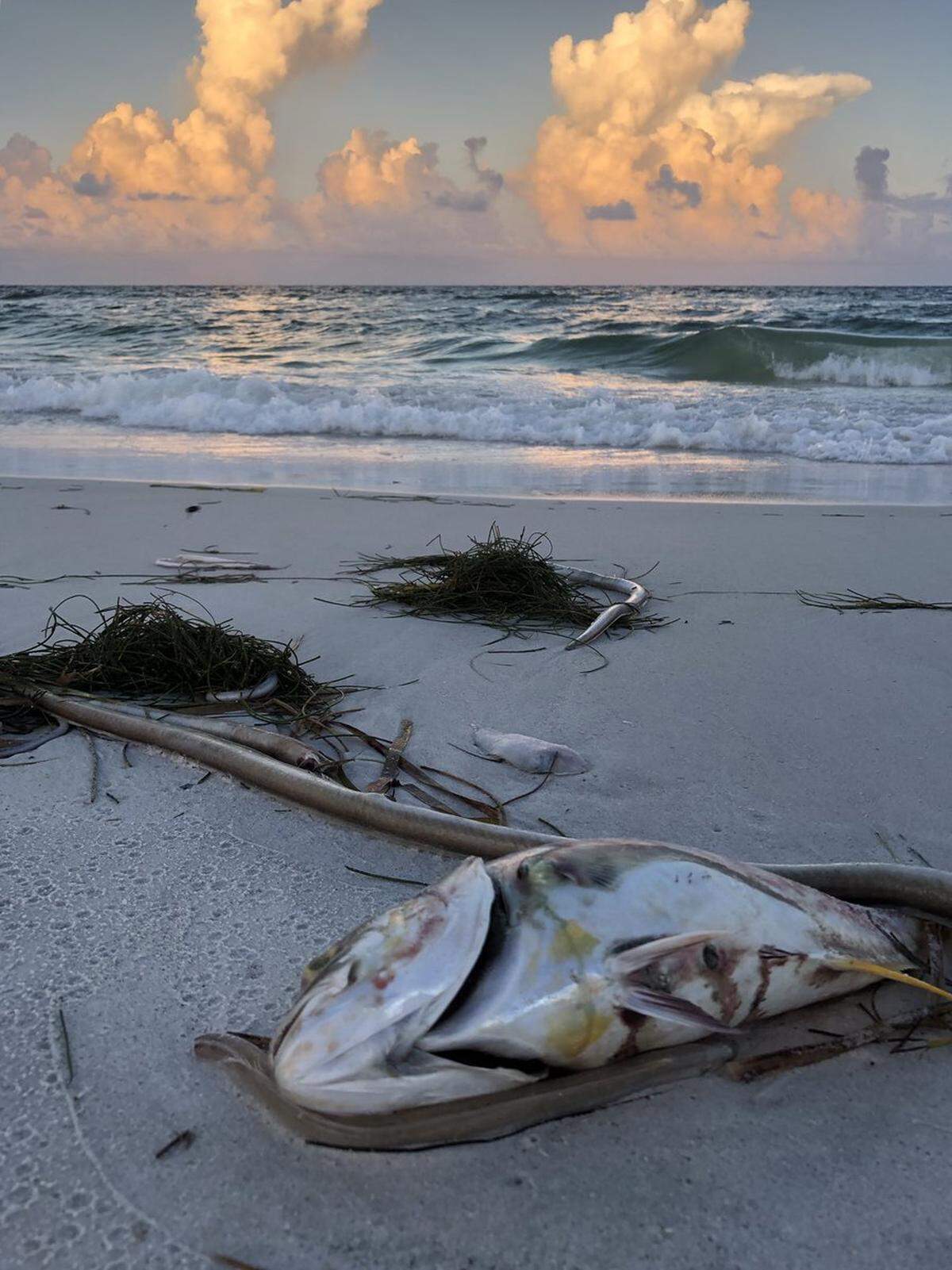 Red tide has dumped thousands of dead fish on Anna Maria Island.