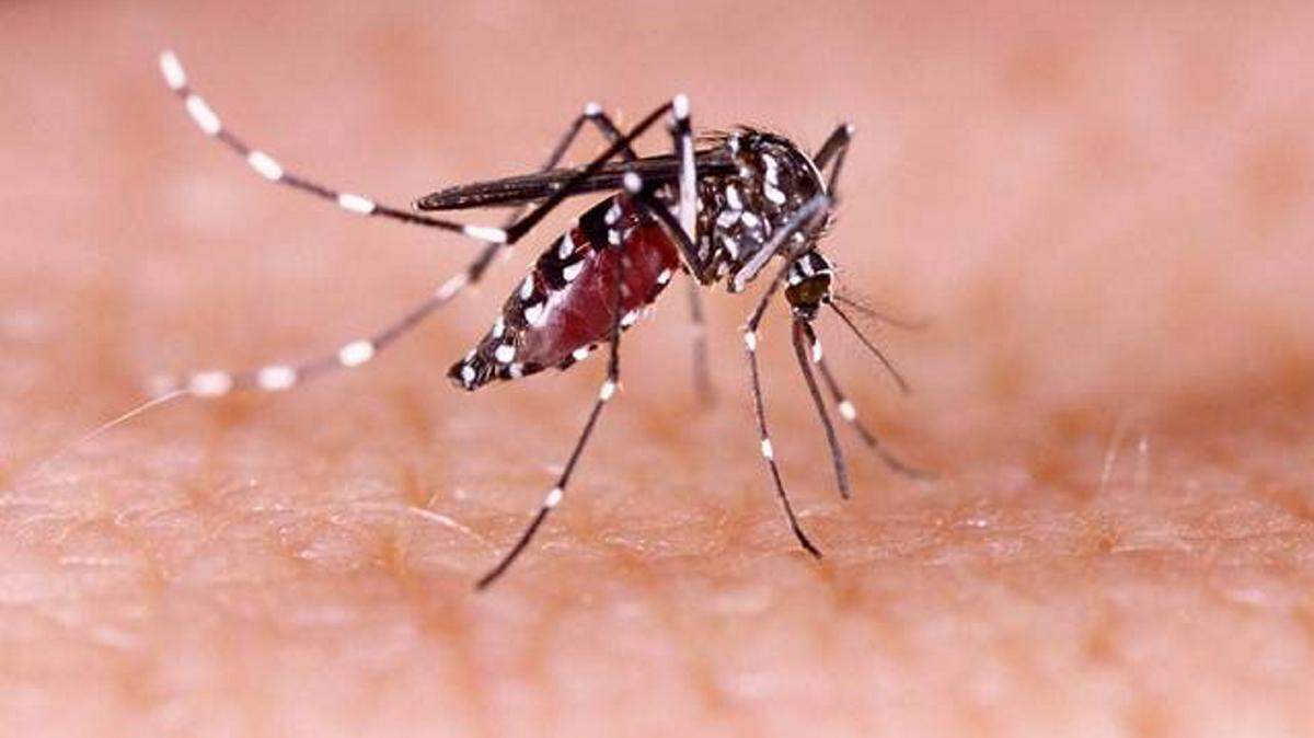 Zika virus is primarily spread to people through mosquito bites from Aedes aegytpi, such as the one pictured here, and Aedes albopictus mosquitoes. The Centers for Disease Control and Prevention reports that Zika virus can also be transmitted through blood transfusions and by men to their sexual partners. Zika poses the greatest risk to pregnant women and their unborn children because of an established link between the virus and microcephaly, a severe birth defect that is a sign of a problem with brain development, and other severe fetal brain defects. Researchers also have reported a potential link between Zika infection and development of Guillain-Barré syndrome, a rare sickness of the nervous system in which a person's own immune system damages the nerve cells, causing muscle weakness, and sometimes, paralysis. 
 Fotolia TNS
