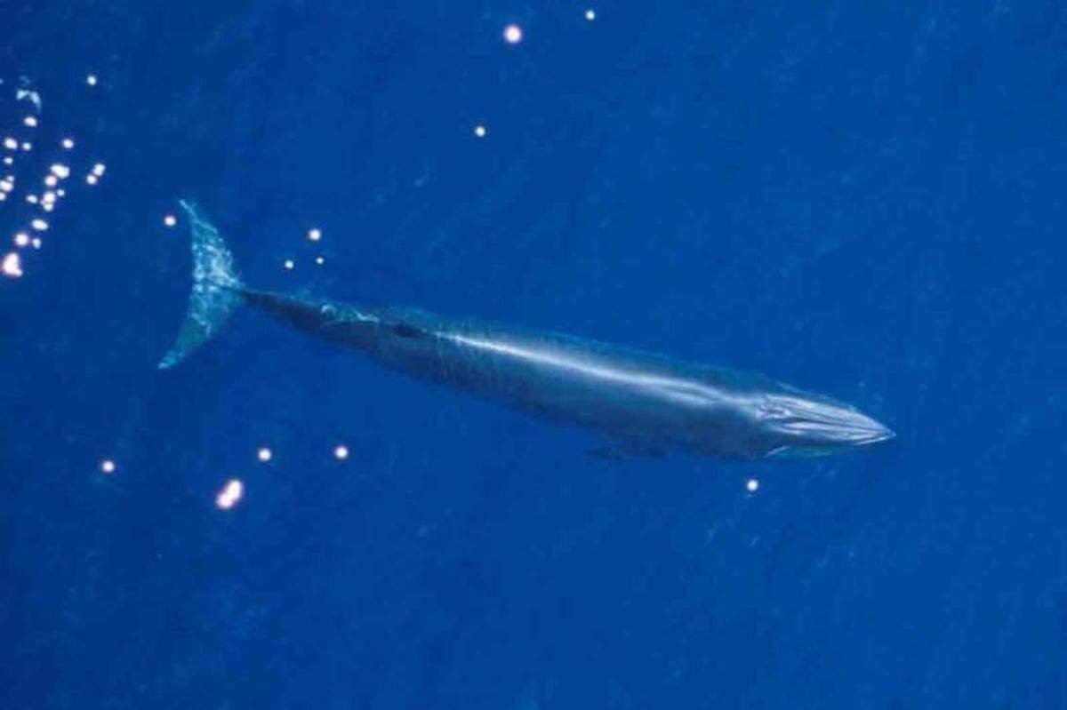 The National Oceanic Atmospheric Association is proposing a rule change to protect endangered Gulf of Mexico Rice’s whales. West Coast Florida ports are objecting to the rule change, saying that it goes too far.