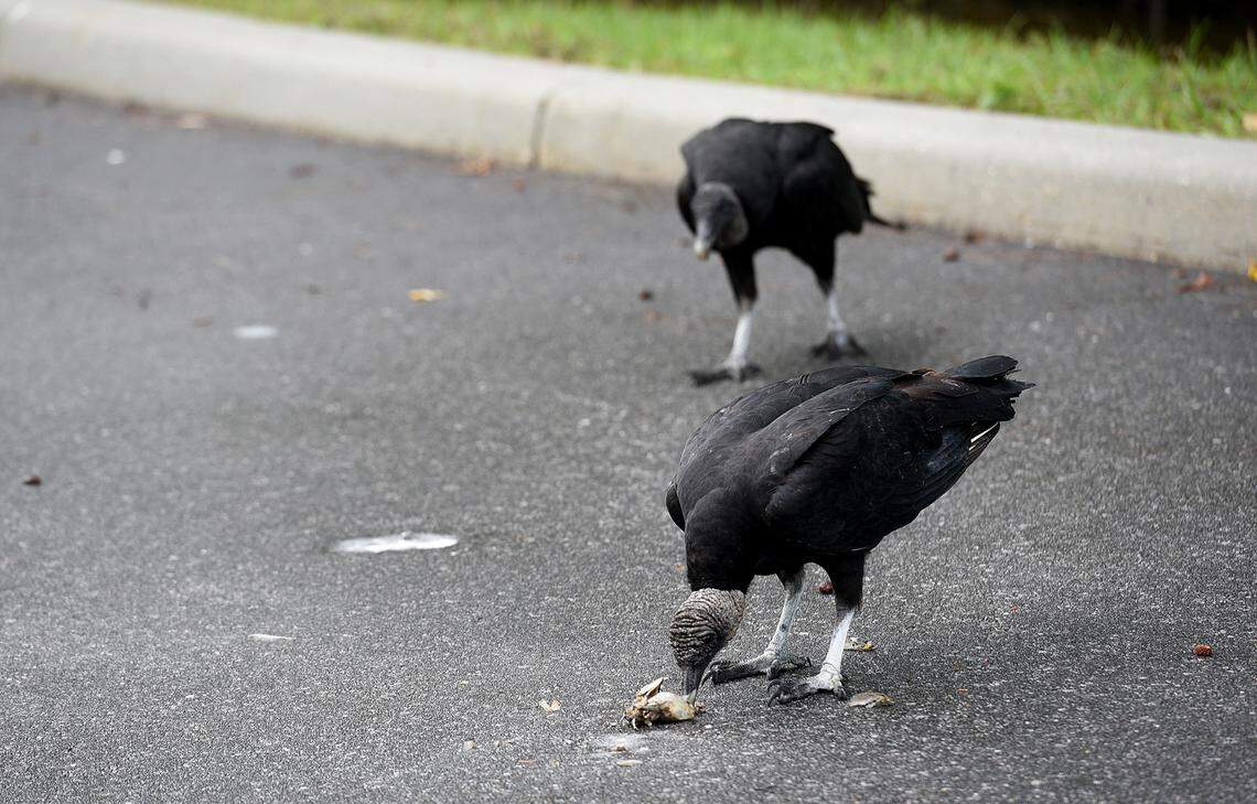 A small fish kill near the new entrance of Robinson Preserve on 9th Avenue N.W. was noticed by visitors on Oct. 21, 2019.