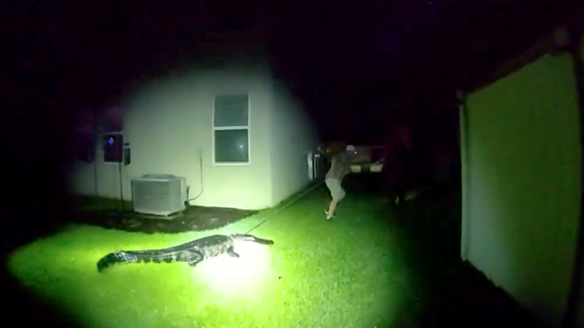 ‘This is a job for a trapper.’ Manatee alligator encounter caught on video